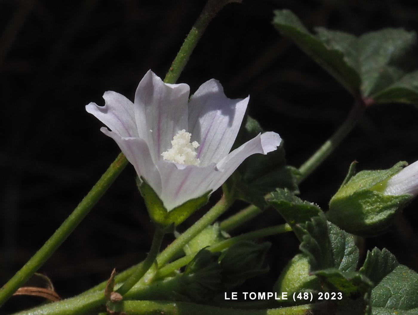 Mallow, Dwarf flower